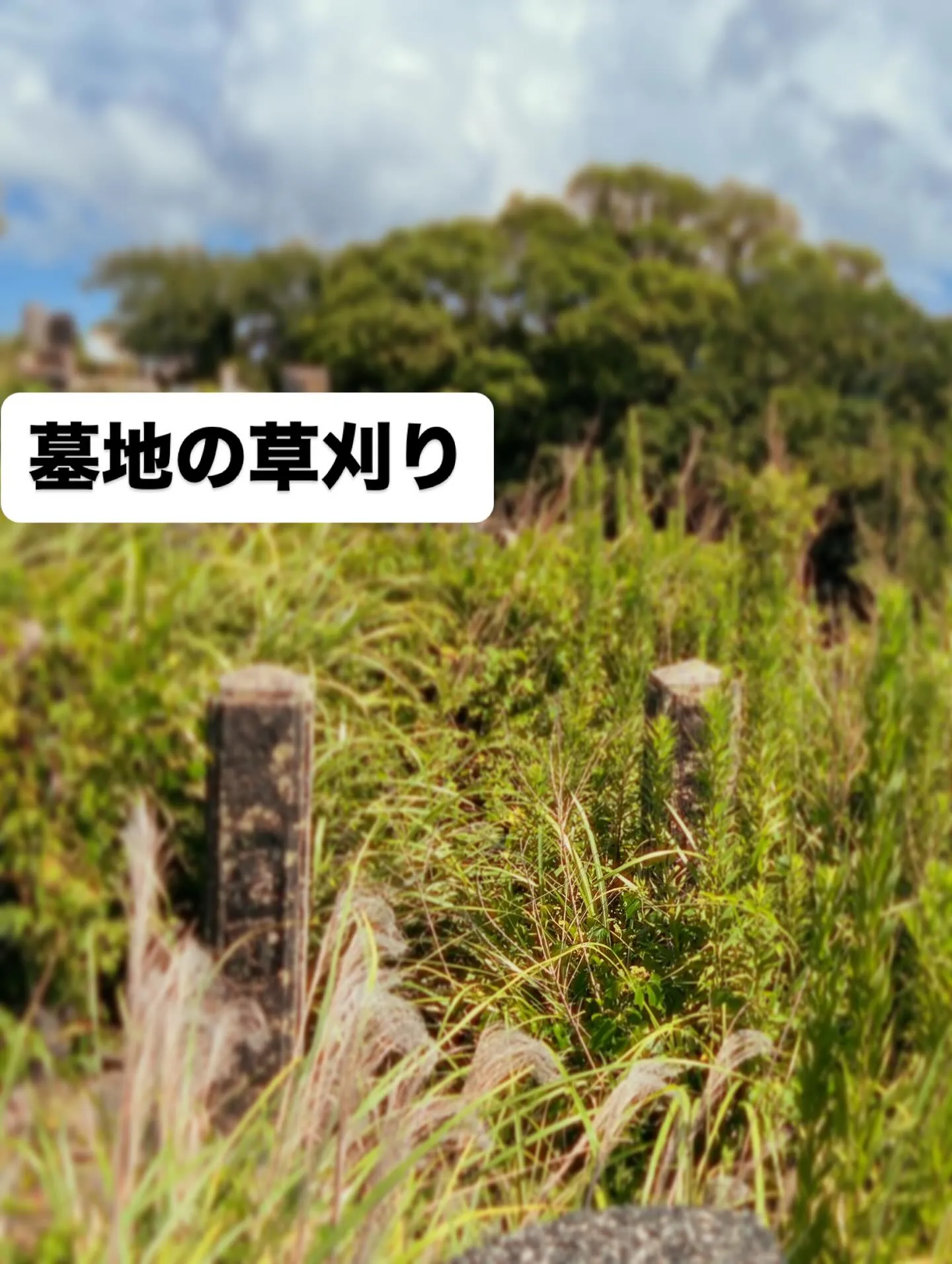 私たちの暮らしの中で、時には見過ごされがちな存在が墓地環境で...