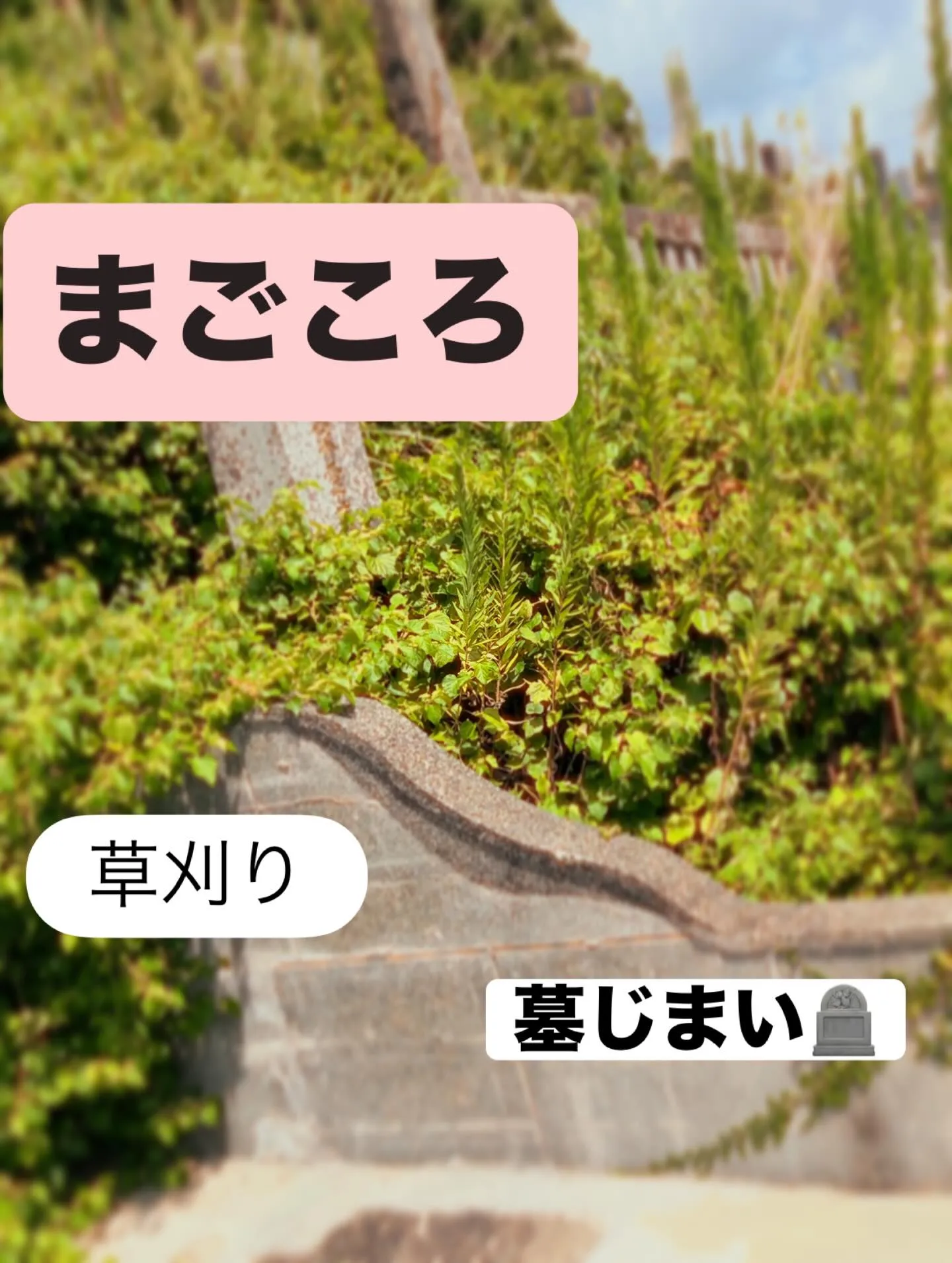 私たちの暮らしの中で、時には見過ごされがちな存在が墓地環境で...