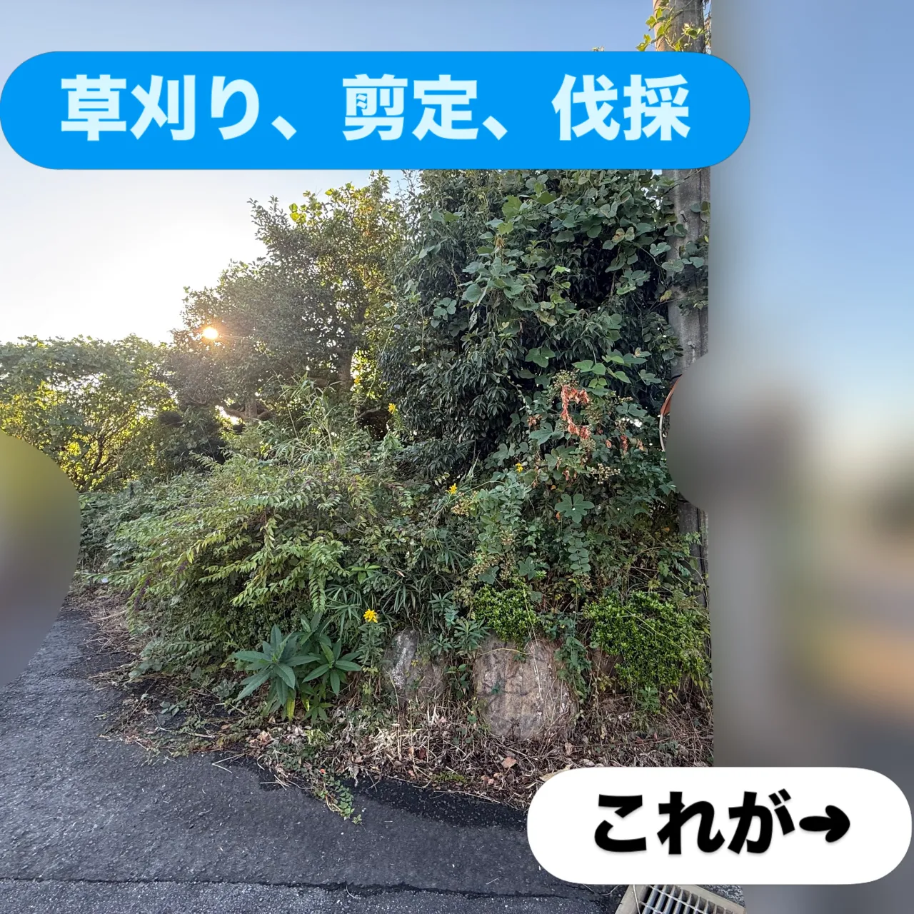 🌿【お庭のお困りごと、まごころが解決します！】🌿