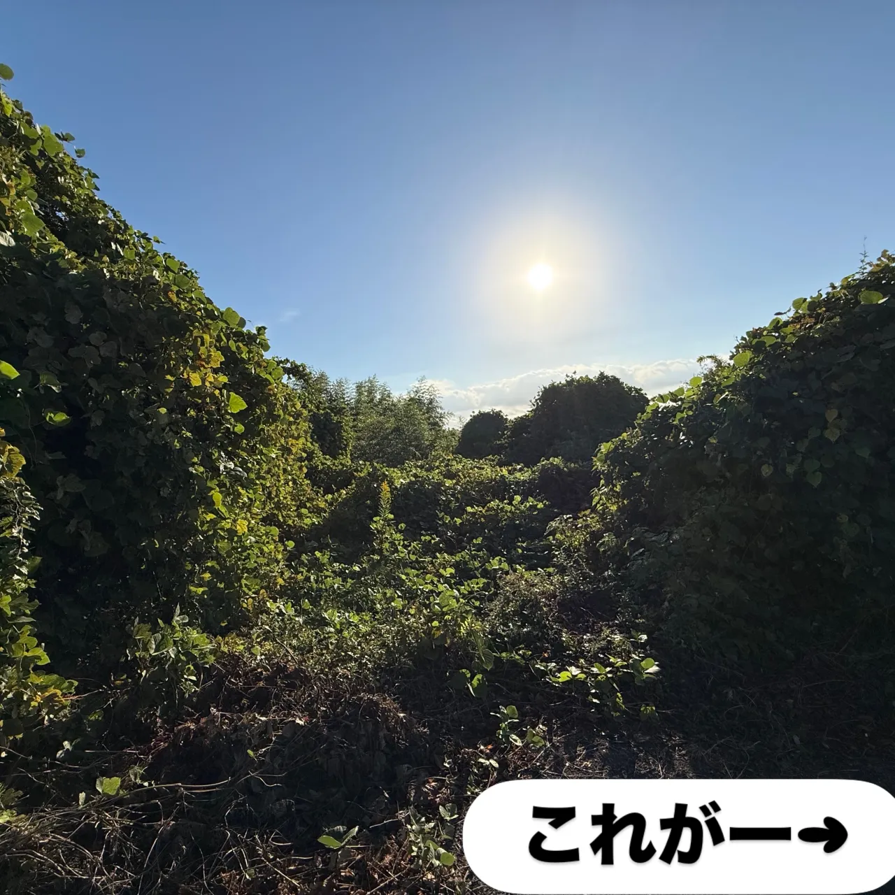 🌿【お庭のお困りごと、まごころが解決します！】🌿